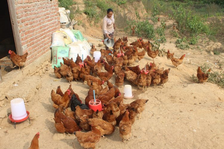 कुखुरामा रानीखेत रोगको प्रकोप