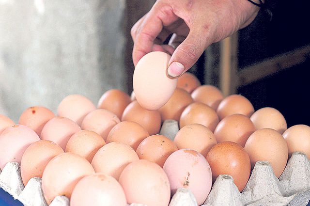 चुनौति बन्दै अवैध भारतीय अण्डा