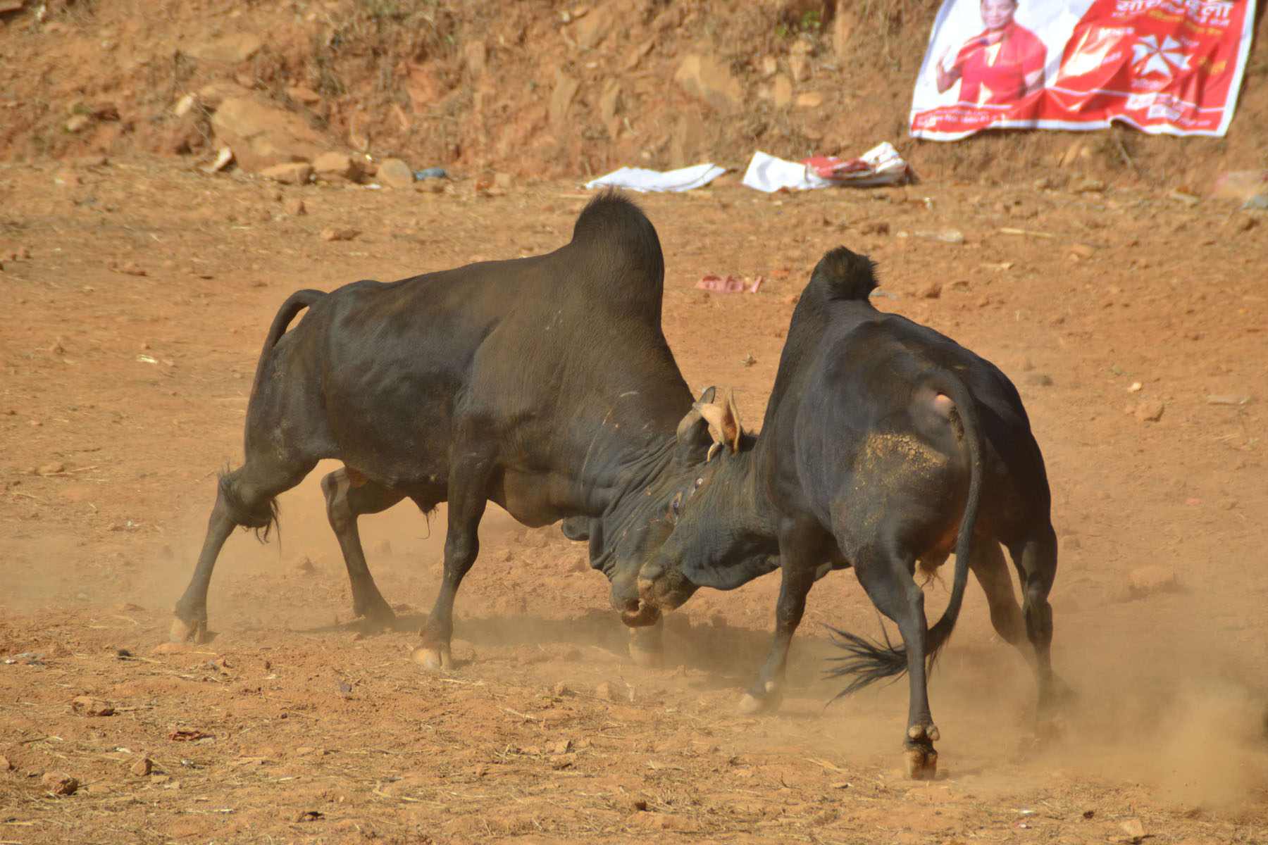 गोरु जुधाएर रमिता, ४५ हल गोरु घम्साघम्सी