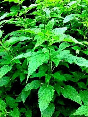 सिस्नु खानुको फाइदा के के छ ? पकाउने तरिका सहित