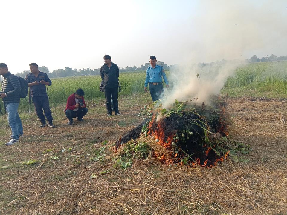अवैध लागूऔषध अफिम खेती गर्ने पक्राउ