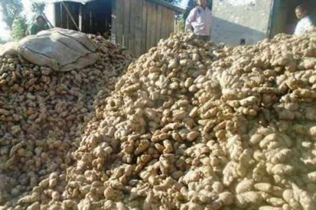 आलेख : बजार नपाएर अदुवा किसान हैरान