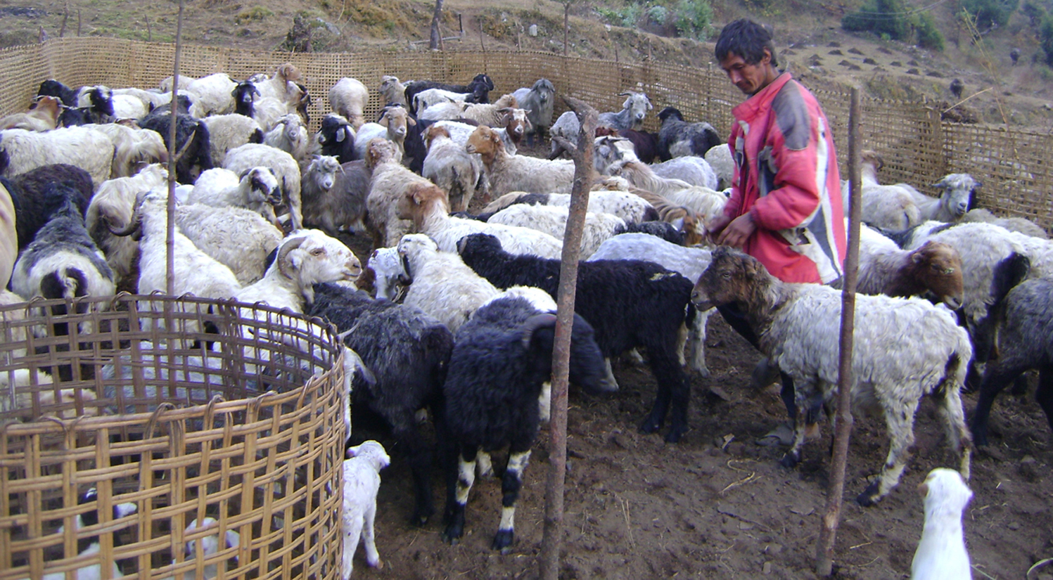 भेडापालेर राम्रो आम्दानी