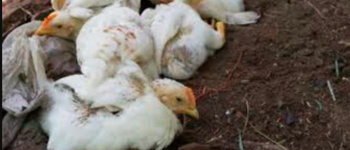 काठमाण्डौमा बर्ड फ्लू, नियन्त्रणको प्रयास