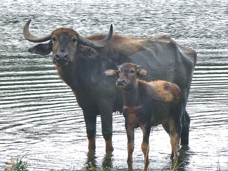 बाघ र अर्नाको सङ्ख्यामा दोब्बरले वृद्धि