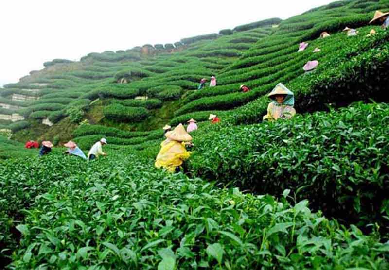 चिया मजदुरको तलब दुई दिनभित्र दिन मन्त्री विष्टको निर्देशन