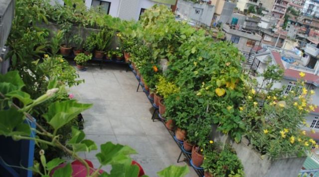 कौशीमा कसरी तरकारी खेती गर्ने ? यी हुन् जान्नु पर्ने १० तरिका