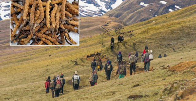 यार्सा सङ्कलन गर्न बझाङवासी लेकतिर, विद्यालय बन्द ।