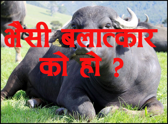 मोरङमा भैसी बलात्कार गर्ने को हो ?