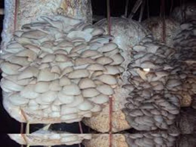 च्याउको बीउ उत्पादन केन्द्र सञ्चालन