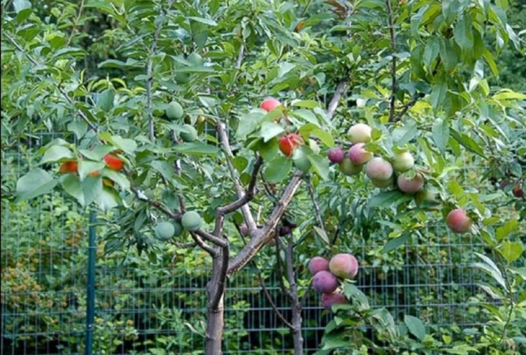 एउटै रुखमा ४० किशिमको फल कसरी फल्यो ?