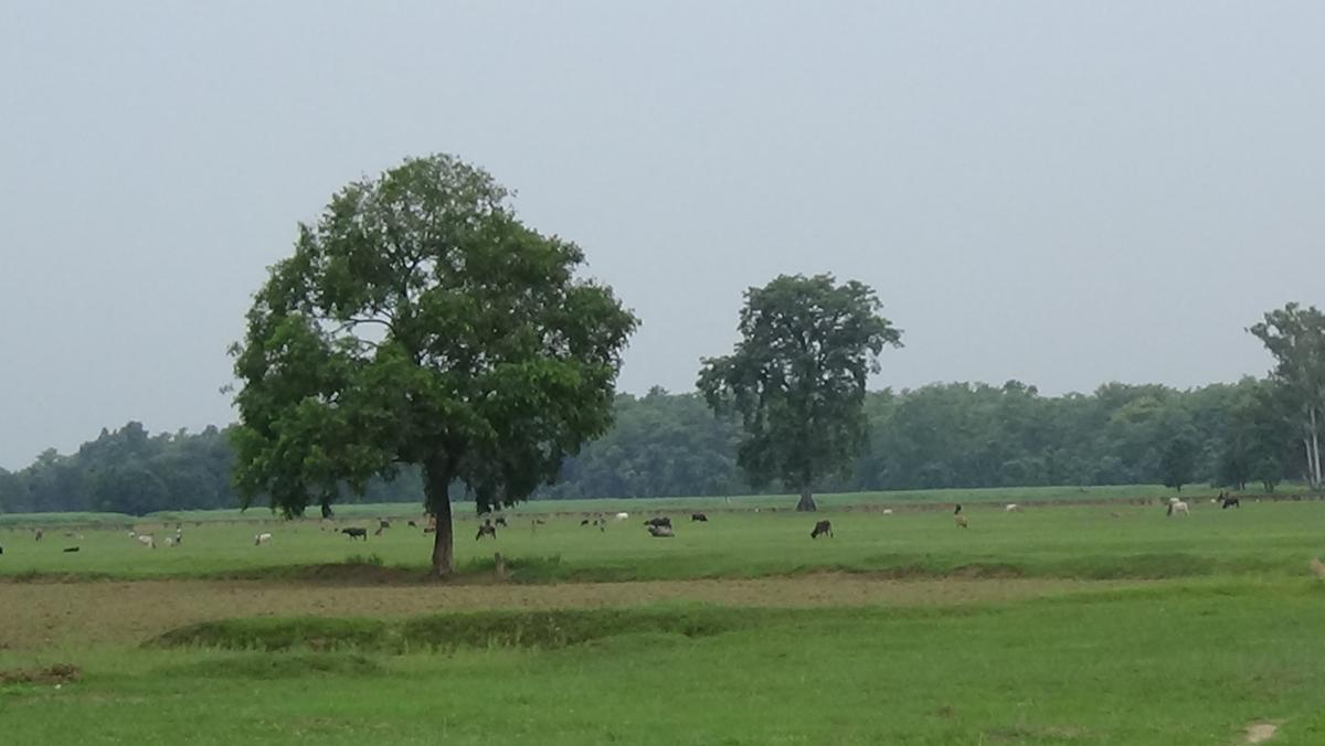 दशगजाका सीमास्तम्भ केही हराए, केही जीर्ण