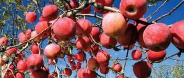  फल्न छाड्यो गुराँसेको स्याउ
