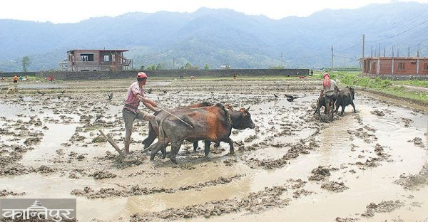 म्याग्दीमा १० हेक्टर खेतमा रोपाइँ भएन
