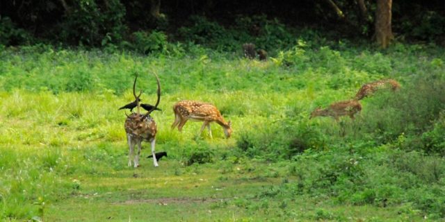 जंगली जनावर धपाउन किसानको खेतमै बास