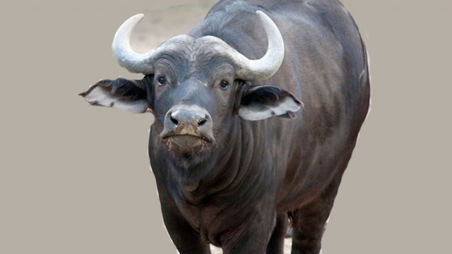 बिहानै राँगोले काठमाडौँको न्यूरोड कालीमाटी क्षेत्रमा मच्चायो आतंक