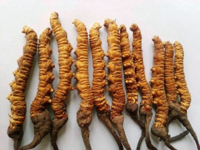 यार्सागुम्बाको बजार मूल्यमा गिरावट