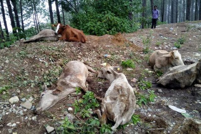 रहस्यमय बन्दै घटना, दैलेखमा मगाइएकै थिएन गाई