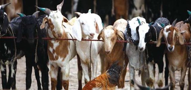 मूल्य कायम हुन नसक्दा खसी, बोका बिक्री हुन सकेन