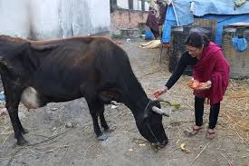 यमपञ्चकको चौथो दिनः आज गाई, गोरु र कृषक पूजा गरिँदै