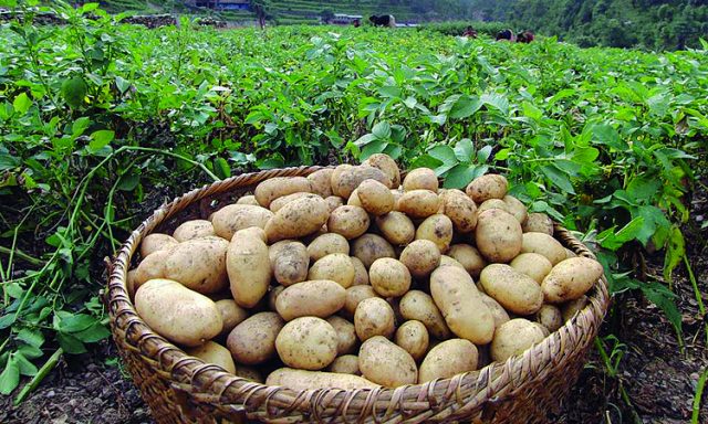 रम्भाका किसान आलु बेच्न भैरहवा पुग्नु पर्दैन