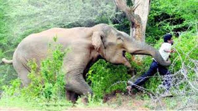 हात्तीको आक्रमणमा परेर एकको मृत्यु