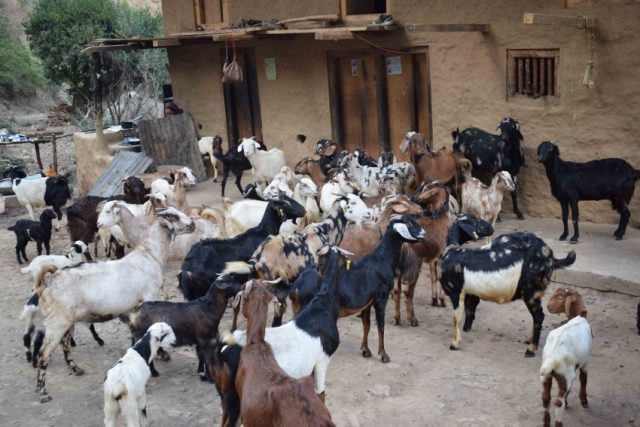 बाख्रापालनलाई प्रवद्र्धन गरिँदै