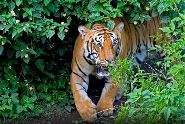 नरभक्षी बाघ नियन्त्रणमा