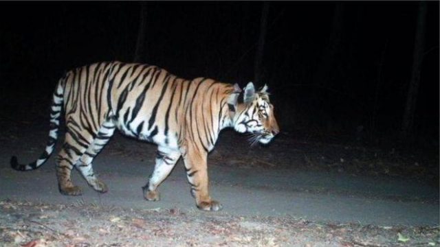 ’सिकार र पोथीको खोजी’मा १३ हजार किलोमिटर भौँतारियो एउटा बाघ
