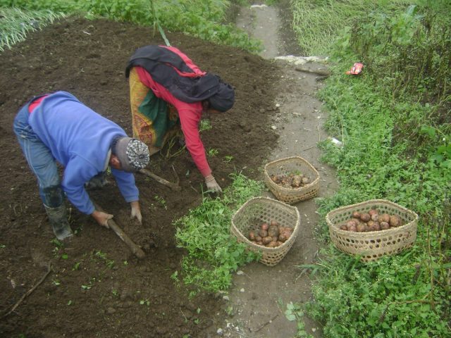 मुस्ताङमा यो वर्ष घट्यो आलु उत्पादन