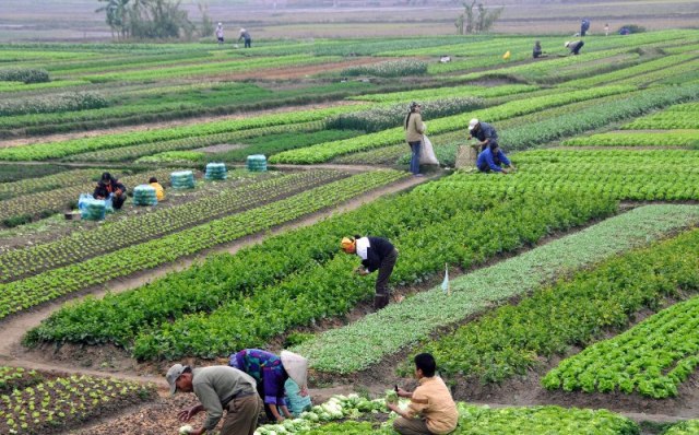 मुख्यमन्त्री नमूना कृषि गाउँ कार्यक्रम’ सञ्चालन हुने