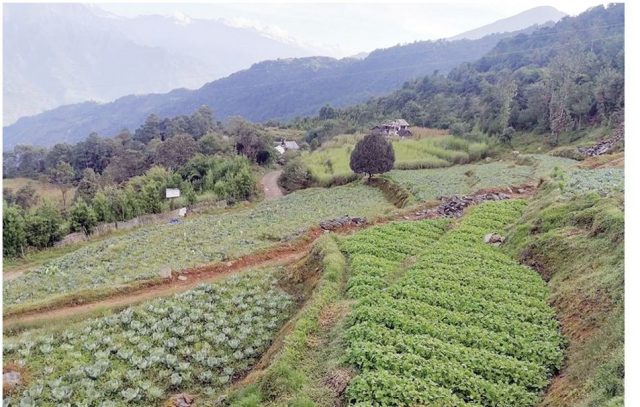 बगर खेतीले सञ्चयमा लाग्दै मुसहर