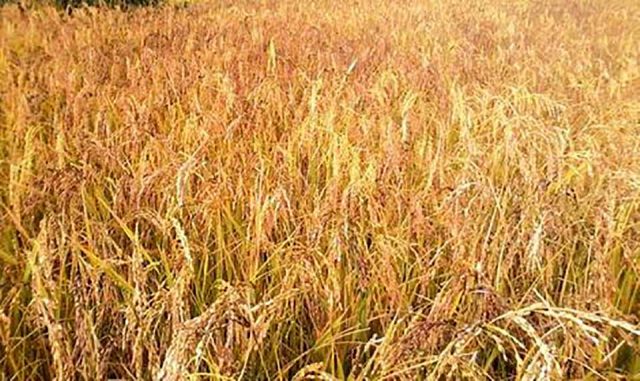 गरिमा धान लगाएका किसानले क्षतिपूर्तिका लागि मुद्दा लड्नुपर्ने