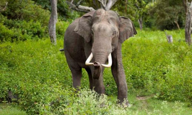 जङ्गली हात्ती छेक्न झापामा झट्का मेसिनको प्रयोग