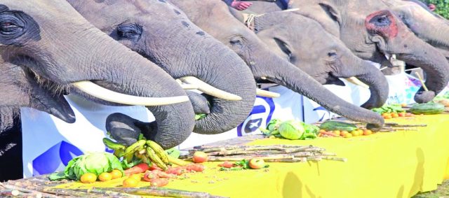सौरहामा हात्तीको पिकनिक