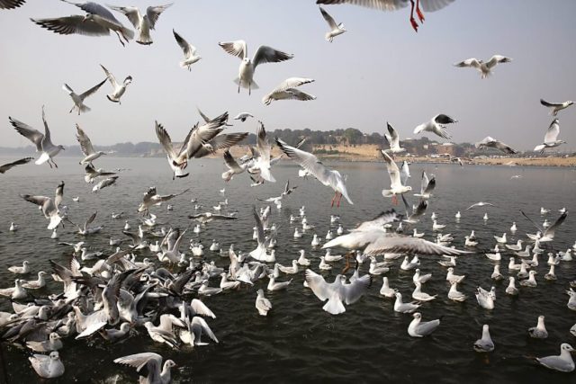 एउटै तालमा ३१ प्रजातिका जलपन्छी