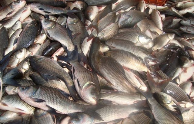 एक करोडका माछा उत्पादन