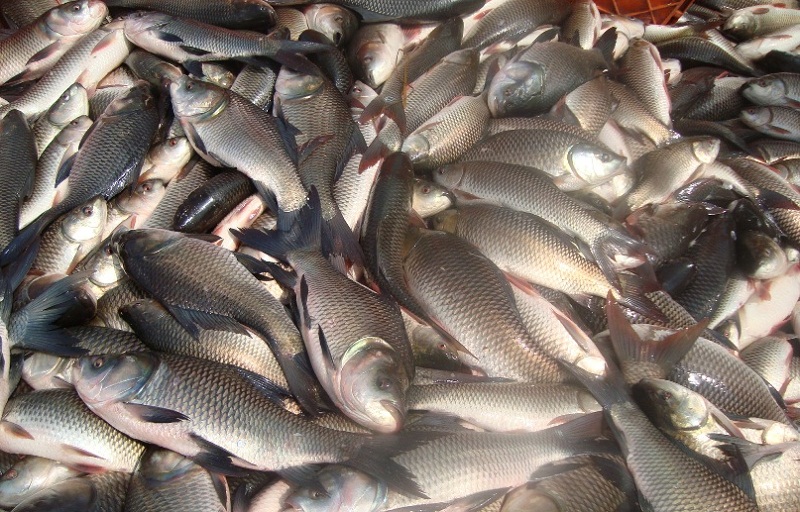 एक करोडका माछा उत्पादन