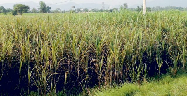 उखु किसान र चिनी उद्योगका समस्या समाधान हुन्छ: मन्त्री भट्ट