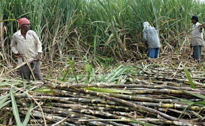 बैंकको ढिलासुस्तीले उखु  किसानले समयमै पाएनन् भुक्तानी