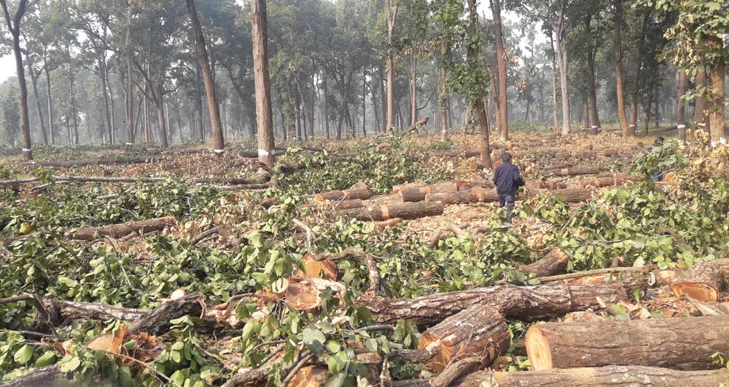 विद्युत् विस्तार गर्न ११ हजार रूख कटान