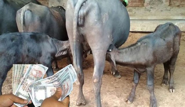 ५५० पशुलाई सुत्केरी भत्ता वितरण