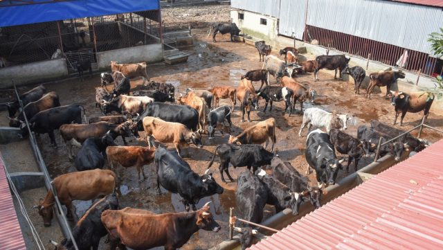 सार्वजनिक पशुपक्षी र चराचुरुङ्गीलाई आहाराको व्यवस्था गर्दै कामपा