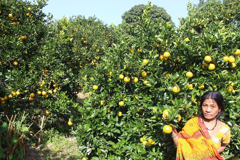यो बर्ष जुनारबाट झण्डै चालीस करोड रुपैया भित्रियो