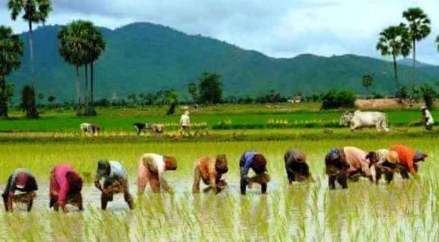 नीति तथा कार्यक्रमका कृषिलाई प्राथमिकता, १० वर्षमा कृषि उत्पादन दोब्बरले वृद्धि