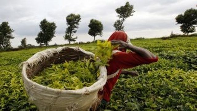 कौडीको भाउमा चिया बेच्दा मन रुन्छः चिया किसान