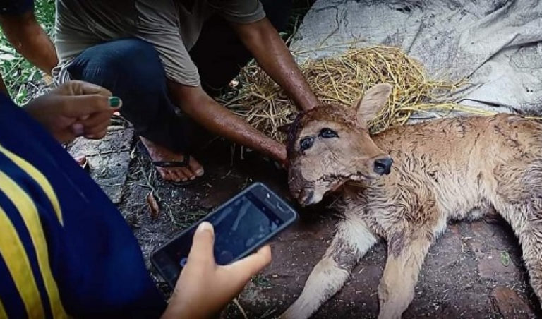 कञ्चनपुरमा चार आँखा दुई टाउको भएको अदभुत बाच्छी जन्मियो