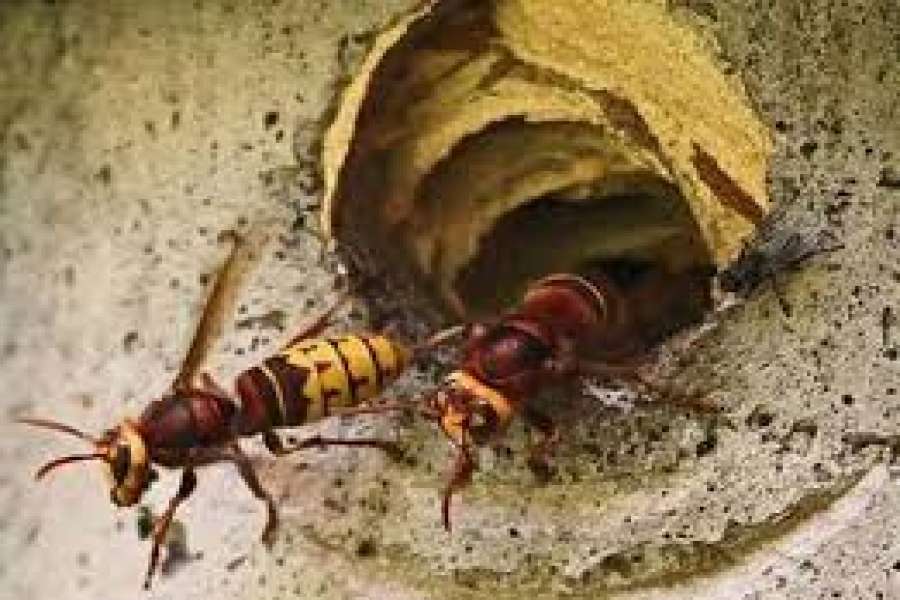 अरिङ्गालको टोकाइबाट दुई बालिकाको मृत्यु