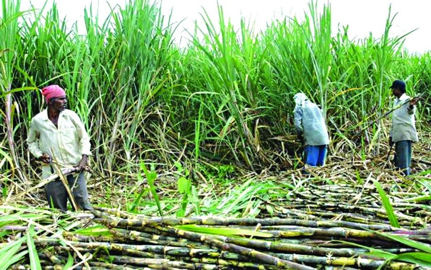 उखुको पैसा नपाएका किसान भन्छन्अब  सिंह दरबार घेर्छौँ