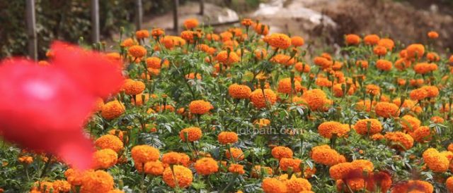 à¤¸à¤¬à¥ˆà¤¤à¤¿à¤° à¤¢à¤•à¤®à¤•à¥à¤• à¤«à¥à¤²à¥‡ à¤¸à¤¯à¤ªà¤¤à¥à¤°à¥€